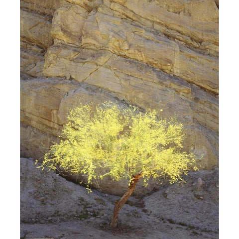 CA, Mecca Hills, A flowering Palo Verde tree Black Modern Wood Framed Art Print by Talbot Frank, Christopher