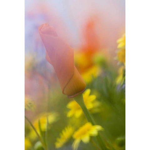 CA, Antelope Valley, Abstract of poppies Black Modern Wood Framed Art Print by Anon, Ellen