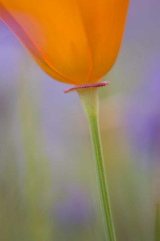 California, Antelope Valley, Poppy flower White Modern Wood Framed Art Print with Double Matting by Anon, Ellen
