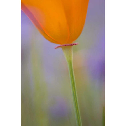California, Antelope Valley, Poppy flower Black Modern Wood Framed Art Print by Anon, Ellen