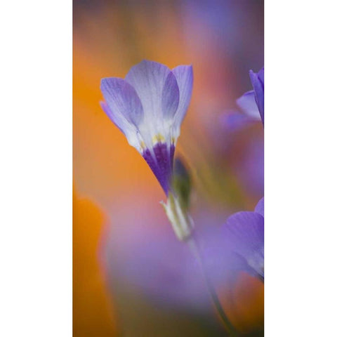 California, Antelope Valley, Gilia flower Black Modern Wood Framed Art Print with Double Matting by Anon, Ellen