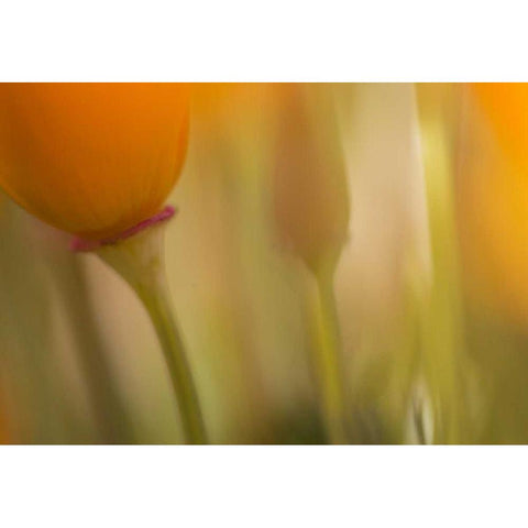 California, Antelope Valley, Abstract of poppies Gold Ornate Wood Framed Art Print with Double Matting by Anon, Ellen