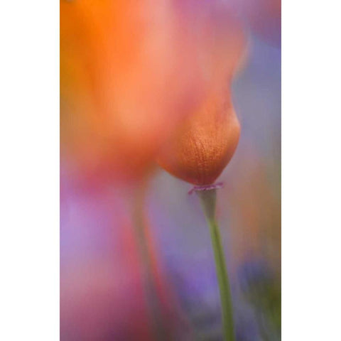 CA, Antelope Valley, Abstract of wild poppies Gold Ornate Wood Framed Art Print with Double Matting by Anon, Ellen