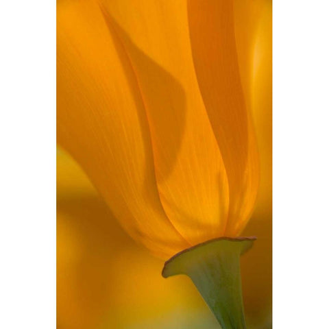 California, Antelope Valley, Backlit poppy White Modern Wood Framed Art Print by Anon, Ellen