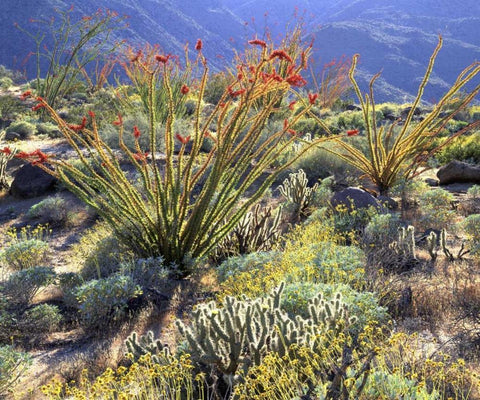 CA, Anza-Borrego Ocotillo cactus and brittlebush White Modern Wood Framed Art Print with Double Matting by Talbot Frank, Christopher