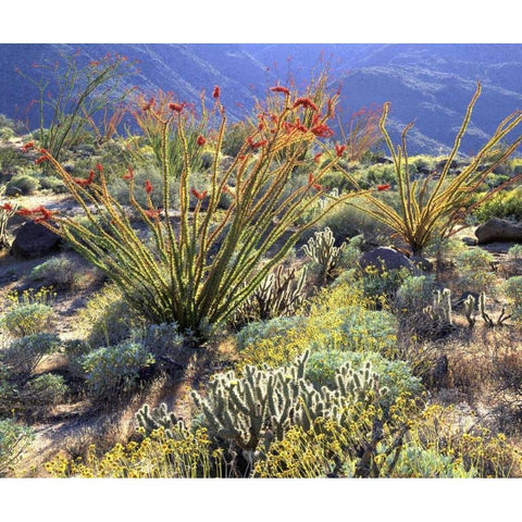 CA, Anza-Borrego Ocotillo cactus and brittlebush Black Modern Wood Framed Art Print by Talbot Frank, Christopher