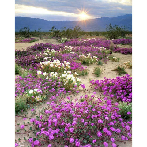 CA, Anza-Borrego Desert wildflowers at sunset Black Modern Wood Framed Art Print by Talbot Frank, Christopher