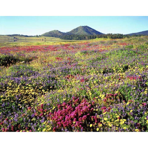 CA, Cuyamaca Rancho SP Meadow of flowers Black Modern Wood Framed Art Print by Talbot Frank, Christopher