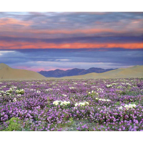 CA, Anza-Borrego Desert wildflowers at sunset Black Modern Wood Framed Art Print by Talbot Frank, Christopher