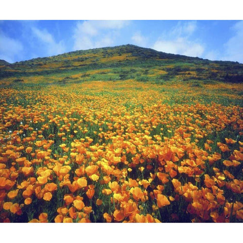 CA, Lake Elsinore California poppies on a hill Black Modern Wood Framed Art Print by Talbot Frank, Christopher