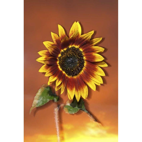 California, San Diego, Hybrid sunflower at sunset Black Modern Wood Framed Art Print with Double Matting by Talbot Frank, Christopher