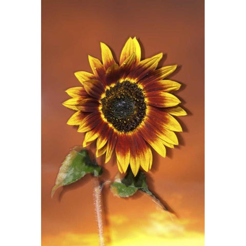 California, San Diego, Hybrid sunflower at sunset Black Modern Wood Framed Art Print by Talbot Frank, Christopher