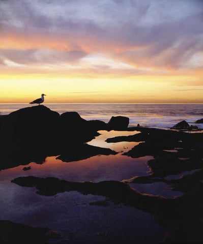 CA, San Diego Seagull at Sunset Cliffs tide pool Black Ornate Wood Framed Art Print with Double Matting by Talbot Frank, Christopher