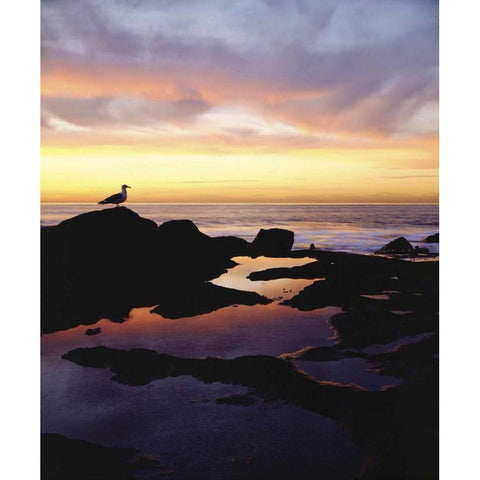 CA, San Diego Seagull at Sunset Cliffs tide pool Black Modern Wood Framed Art Print with Double Matting by Talbot Frank, Christopher