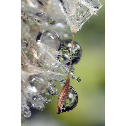 CA, San Diego, Water droplets on a dandelion seed Gold Ornate Wood Framed Art Print with Double Matting by Talbot Frank, Christopher