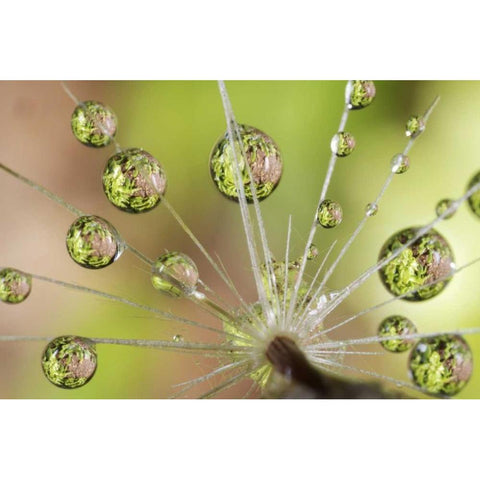 CA, San Diego Water droplets on dandelion seed Black Modern Wood Framed Art Print by Talbot Frank, Christopher