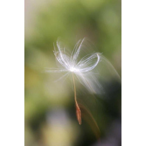 CA, San Diego, Dandelion seed blowing in the wind Black Modern Wood Framed Art Print with Double Matting by Talbot Frank, Christopher