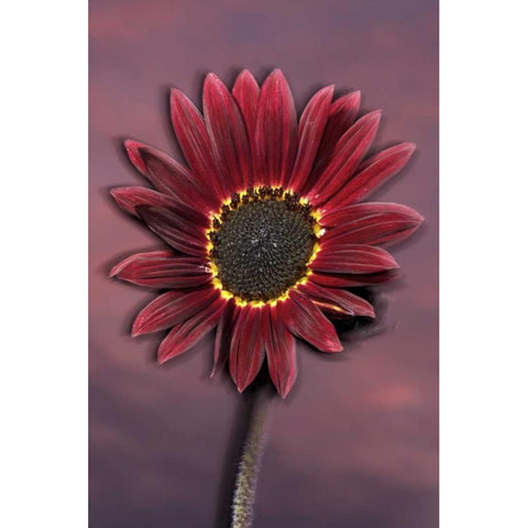 California, San Diego, Hybrid sunflower at sunset Black Modern Wood Framed Art Print by Talbot Frank, Christopher