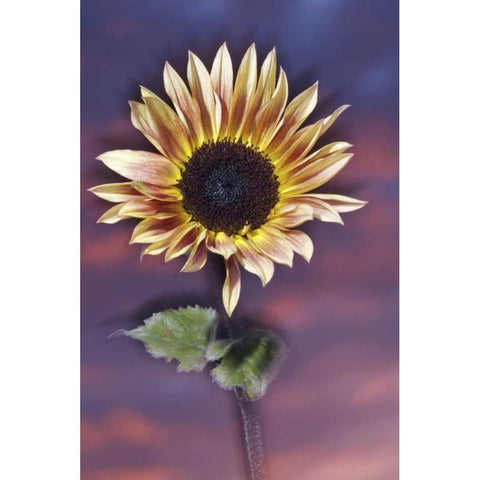 California, San Diego, Hybrid sunflower at sunset Black Modern Wood Framed Art Print by Talbot Frank, Christopher