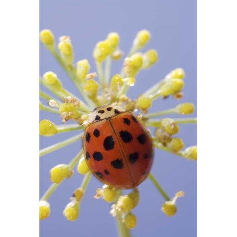 California, San Diego, A lady beetle on a flower Black Modern Wood Framed Art Print by Talbot Frank, Christopher