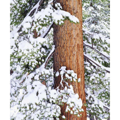 CA, Sierra Nevada Fresh snow on red fir trees Black Modern Wood Framed Art Print by Talbot Frank, Christopher