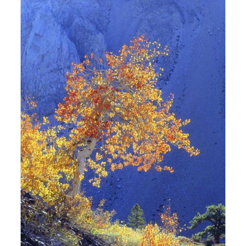 CA, Sierra Nevada Sunlight on an aspen in autumn Black Modern Wood Framed Art Print by Talbot Frank, Christopher