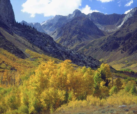 CA, Sierra NevadaÂ Aspen trees in autumn White Modern Wood Framed Art Print with Double Matting by Talbot Frank, Christopher
