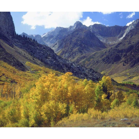 CA, Sierra NevadaÂ Aspen trees in autumn Black Modern Wood Framed Art Print by Talbot Frank, Christopher