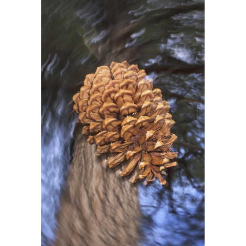 CA, Sierra Nevada, A Ponderosa pine cone Black Modern Wood Framed Art Print by Talbot Frank, Christopher