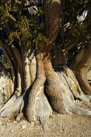 CA, White Mts, The Patriarch bristlecone pine White Modern Wood Framed Art Print with Double Matting by Kirkland, Dennis
