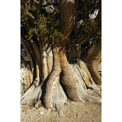 CA, White Mts, The Patriarch bristlecone pine White Modern Wood Framed Art Print by Kirkland, Dennis