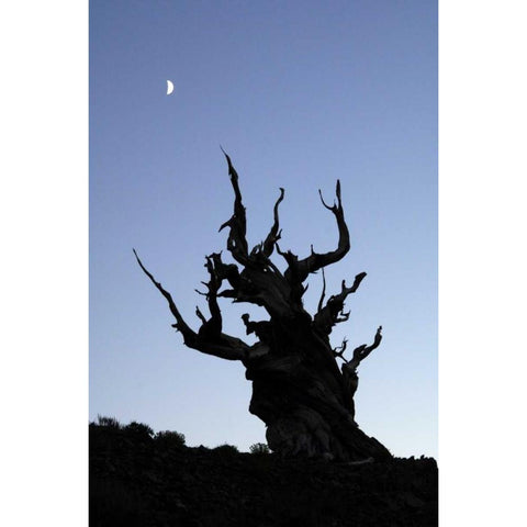 CA, White Mts, Moon and ancient bristlecone pine Gold Ornate Wood Framed Art Print with Double Matting by Kirkland, Dennis