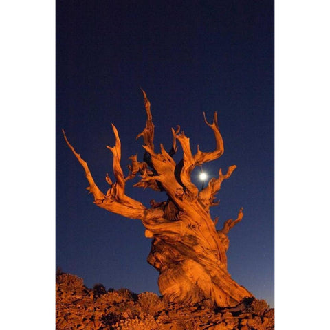 CA, White Mts, Moon and bristlecone pine tree Black Modern Wood Framed Art Print by Kirkland, Dennis