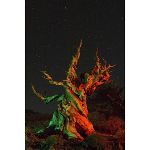 CA, White Mts, Bristlecone pine tree at night Black Modern Wood Framed Art Print by Kirkland, Dennis