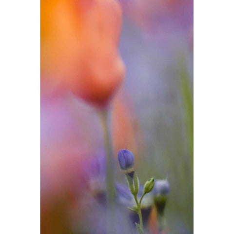 California, Abstract of poppies and gilia flowers White Modern Wood Framed Art Print by Anon, Ellen