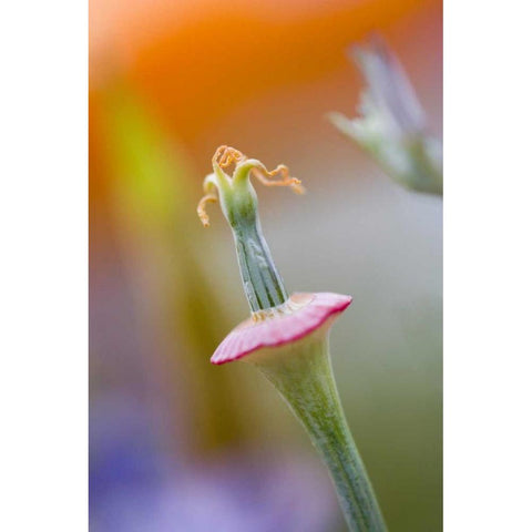 California, Poppy flower without petals Black Modern Wood Framed Art Print by Anon, Ellen