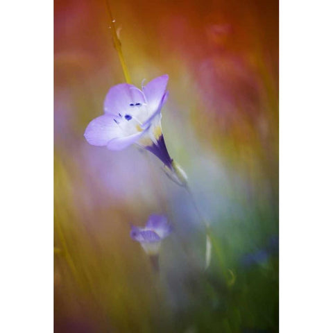 California, Abstract of gilia amidst flowers White Modern Wood Framed Art Print by Anon, Ellen