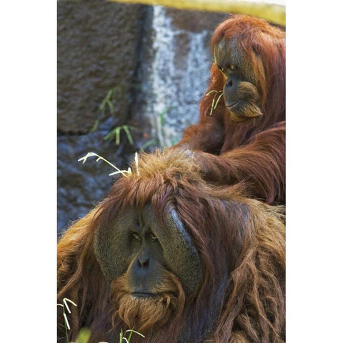 California, Sacramento Sumatran orangutans White Modern Wood Framed Art Print by Flaherty, Dennis