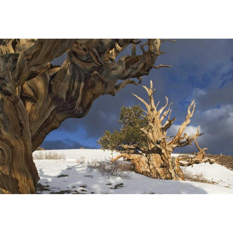 CA, White Mts Ancient bristlecone pine trees White Modern Wood Framed Art Print by Flaherty, Dennis