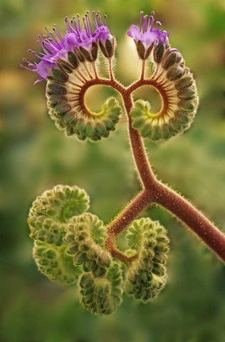 CA, Death Valley NP Phacelia plant in bloom White Modern Wood Framed Art Print with Double Matting by Flaherty, Dennis