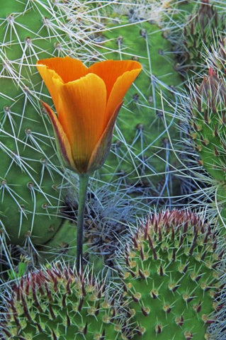CA, Death Valley NP Mariposa tulip amid cacti White Modern Wood Framed Art Print with Double Matting by Flaherty, Dennis