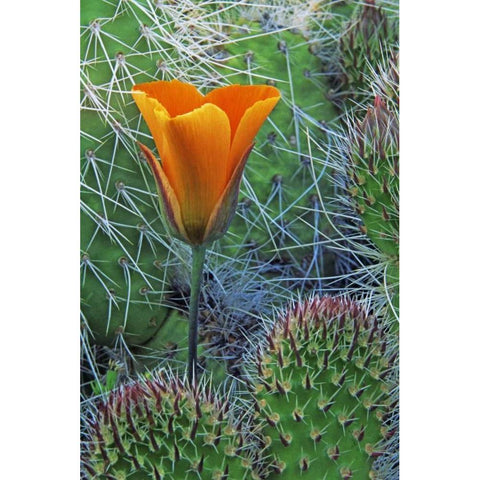 CA, Death Valley NP Mariposa tulip amid cacti Black Modern Wood Framed Art Print by Flaherty, Dennis