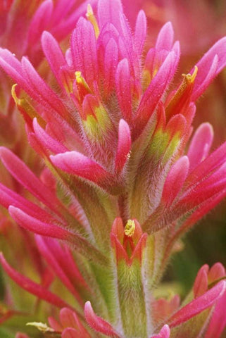 CA, Indian paintbrush in the Great Basin Desert Black Ornate Wood Framed Art Print with Double Matting by Flaherty, Dennis