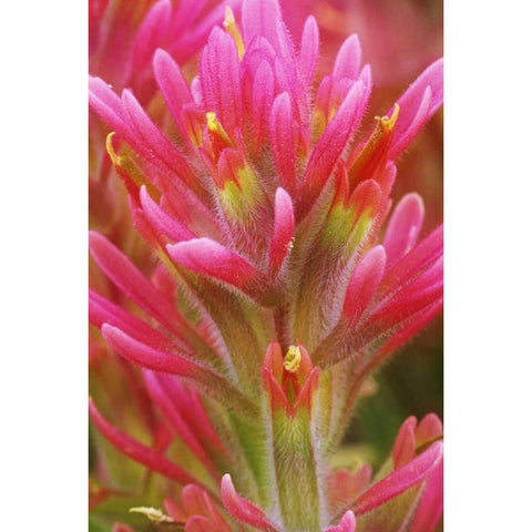 CA, Indian paintbrush in the Great Basin Desert White Modern Wood Framed Art Print by Flaherty, Dennis