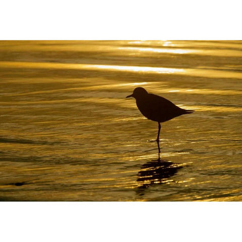 CA, La Jolla Shores Black-bellied plover White Modern Wood Framed Art Print by Morris, Arthur