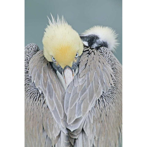 CA, La Jolla Brown pelican adult portrait Black Modern Wood Framed Art Print by Morris, Arthur