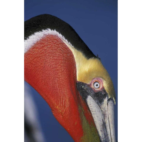 CA, La Jolla Brown pelican in breeding plumage White Modern Wood Framed Art Print by Morris, Arthur
