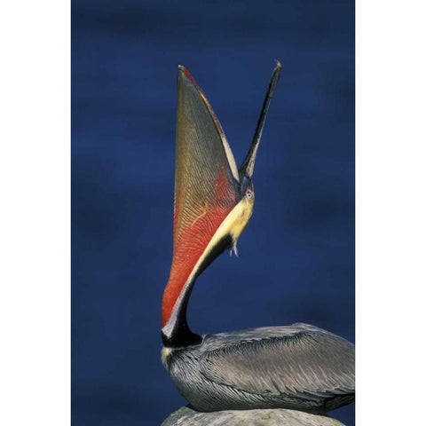 CA, La Jolla Brown pelican doing a head throw Black Modern Wood Framed Art Print with Double Matting by Morris, Arthur