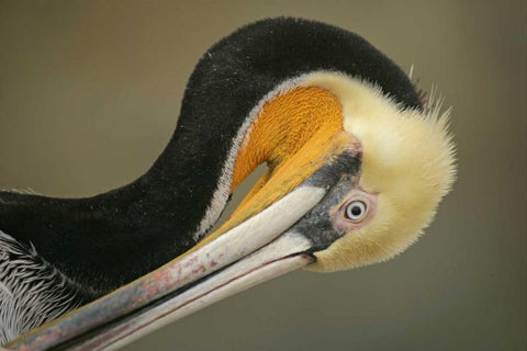 California, La Jolla Brown pelican preening Black Ornate Wood Framed Art Print with Double Matting by Morris, Arthur