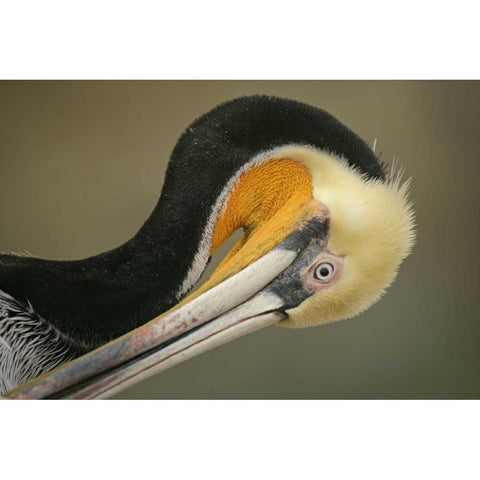 California, La Jolla Brown pelican preening Black Modern Wood Framed Art Print by Morris, Arthur